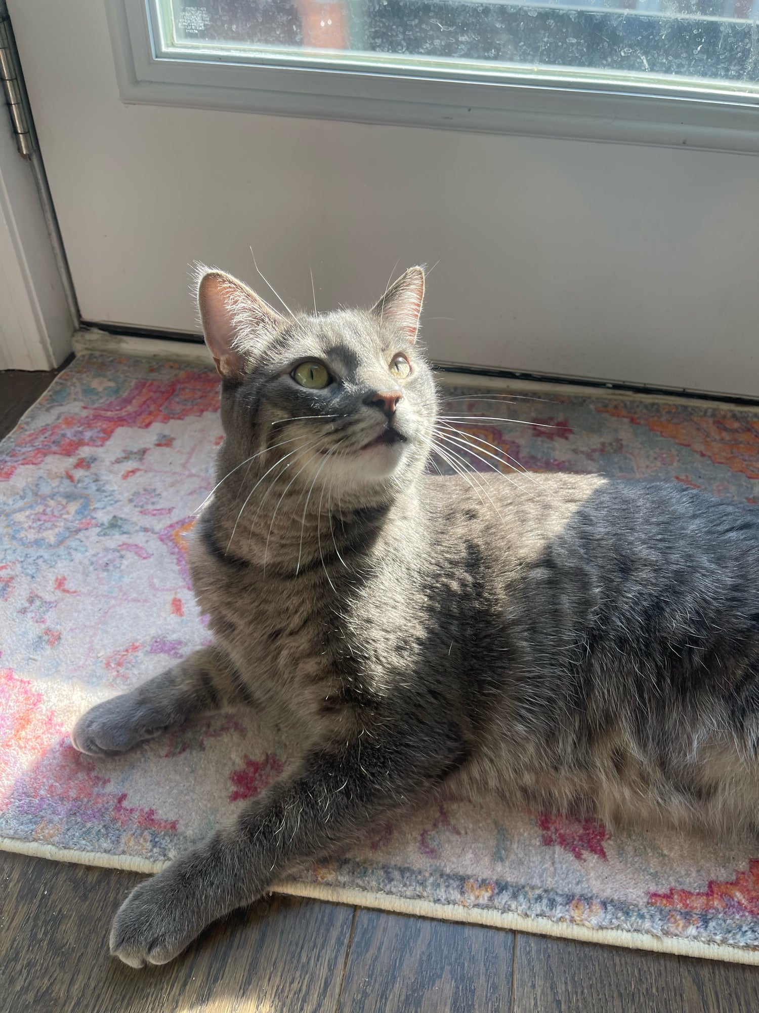 Gray tabby cat lying on a colorful rug by a door